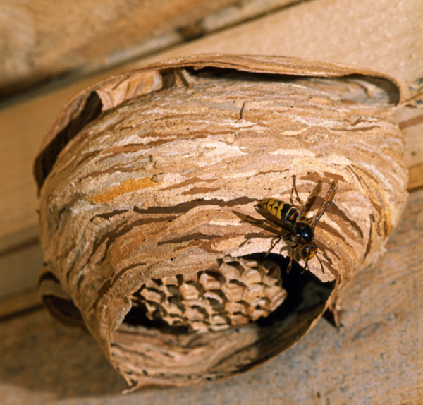 Ose si za svoj dom izberejo garažna vrata