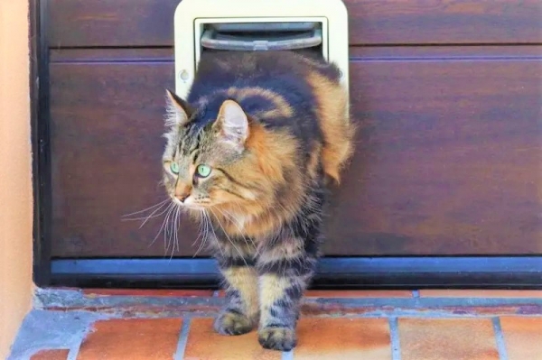 Garažna vrata, prijazna tudi va&scaron;im ljubljenčkom